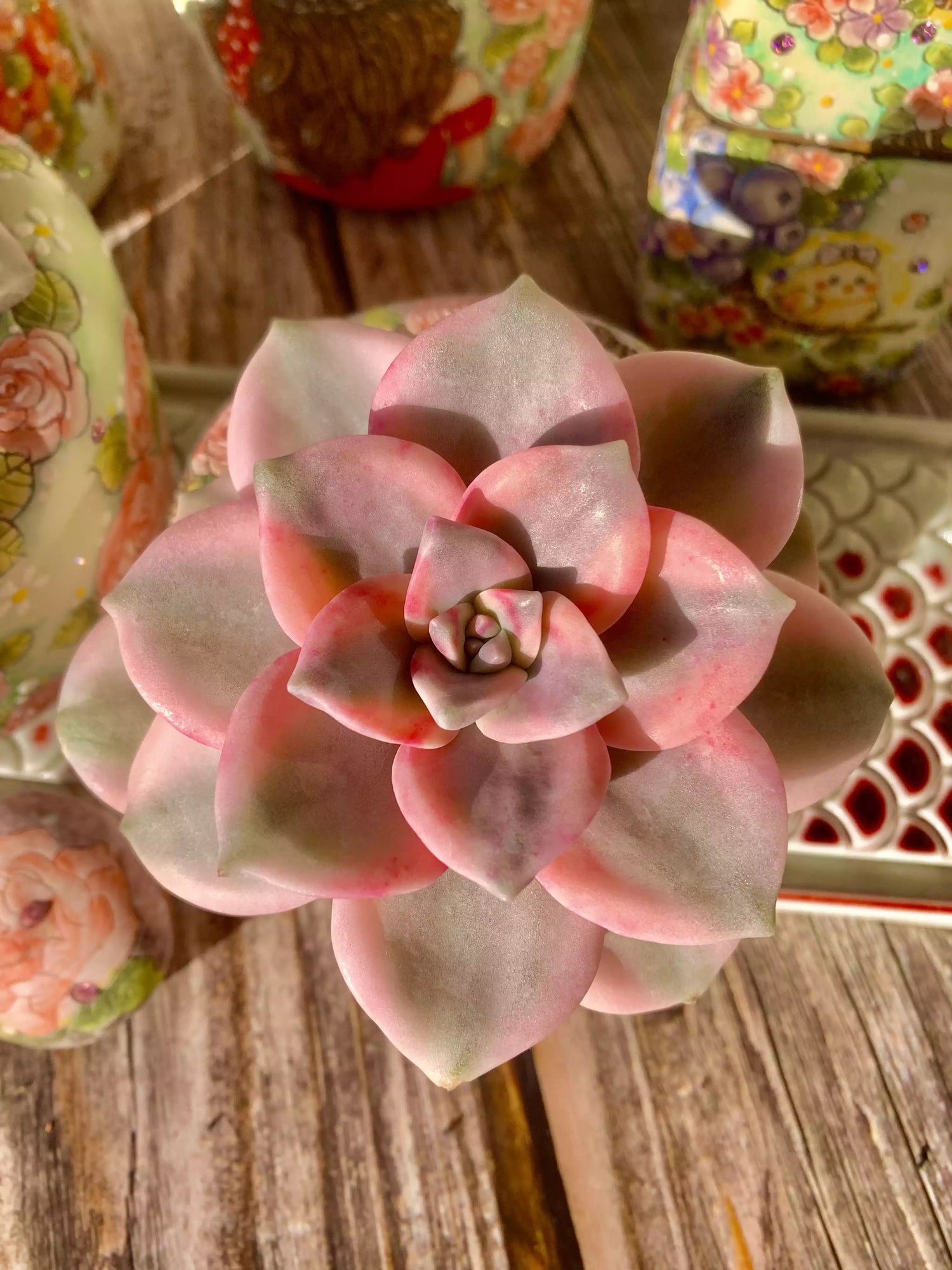Graptopetalum Snow White Variegated
