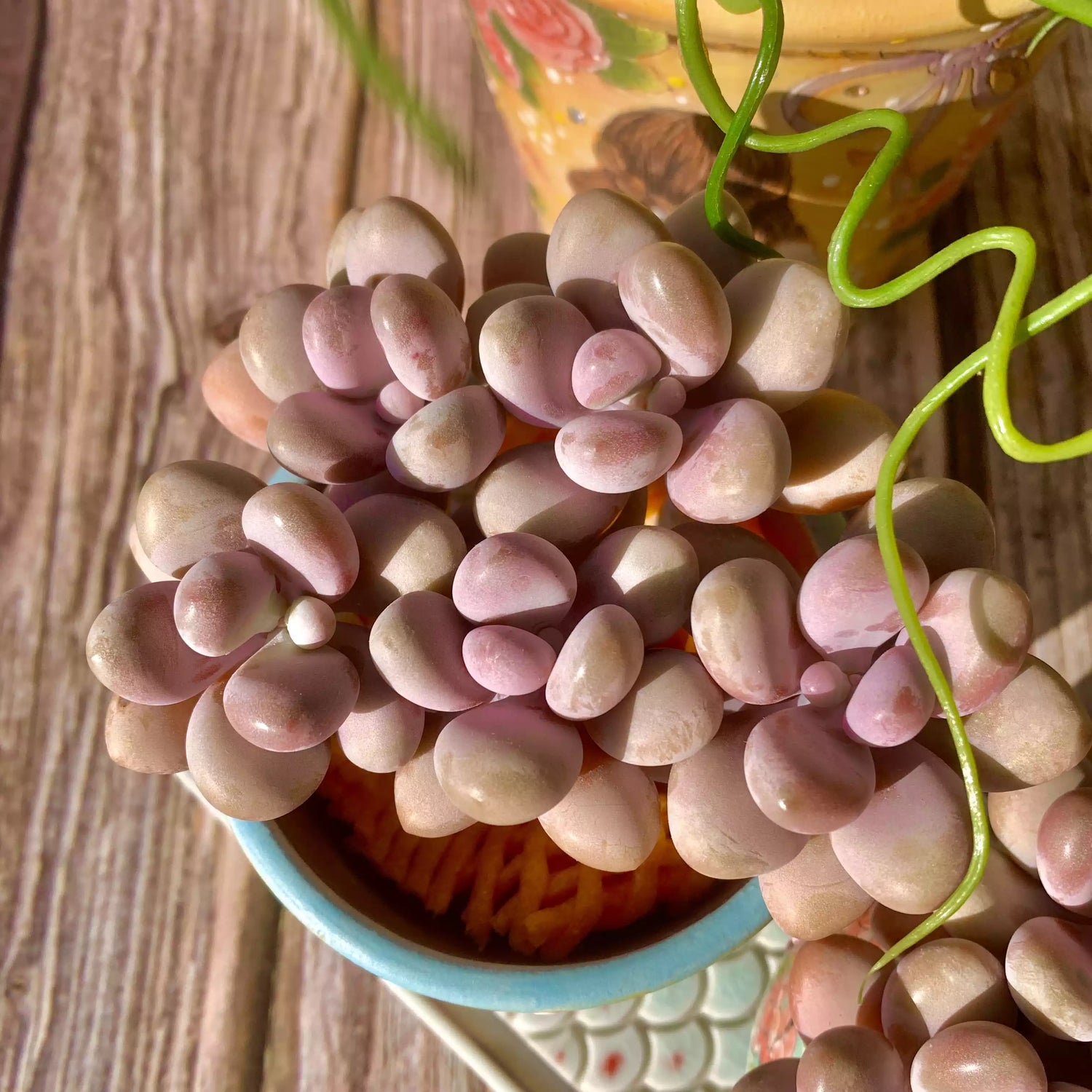 Graptopetalum amethystinum (Rose)Walther