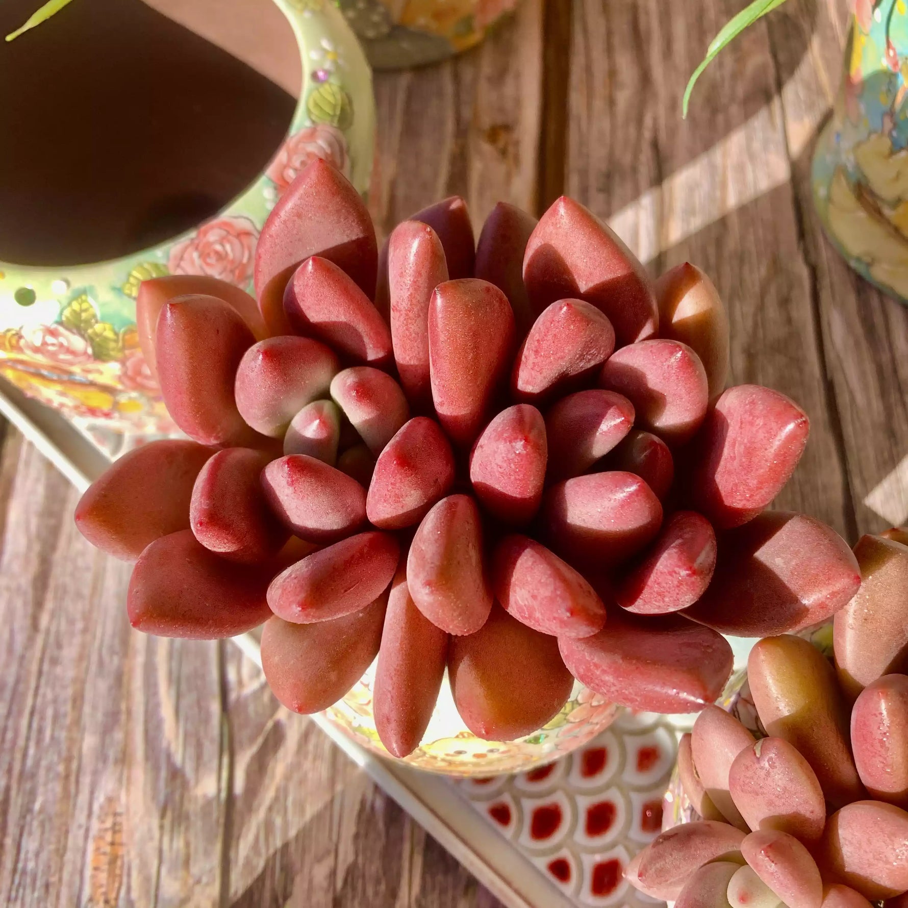 ruby rose succulent Graptoveria Ruby Donna – The One Bloom
