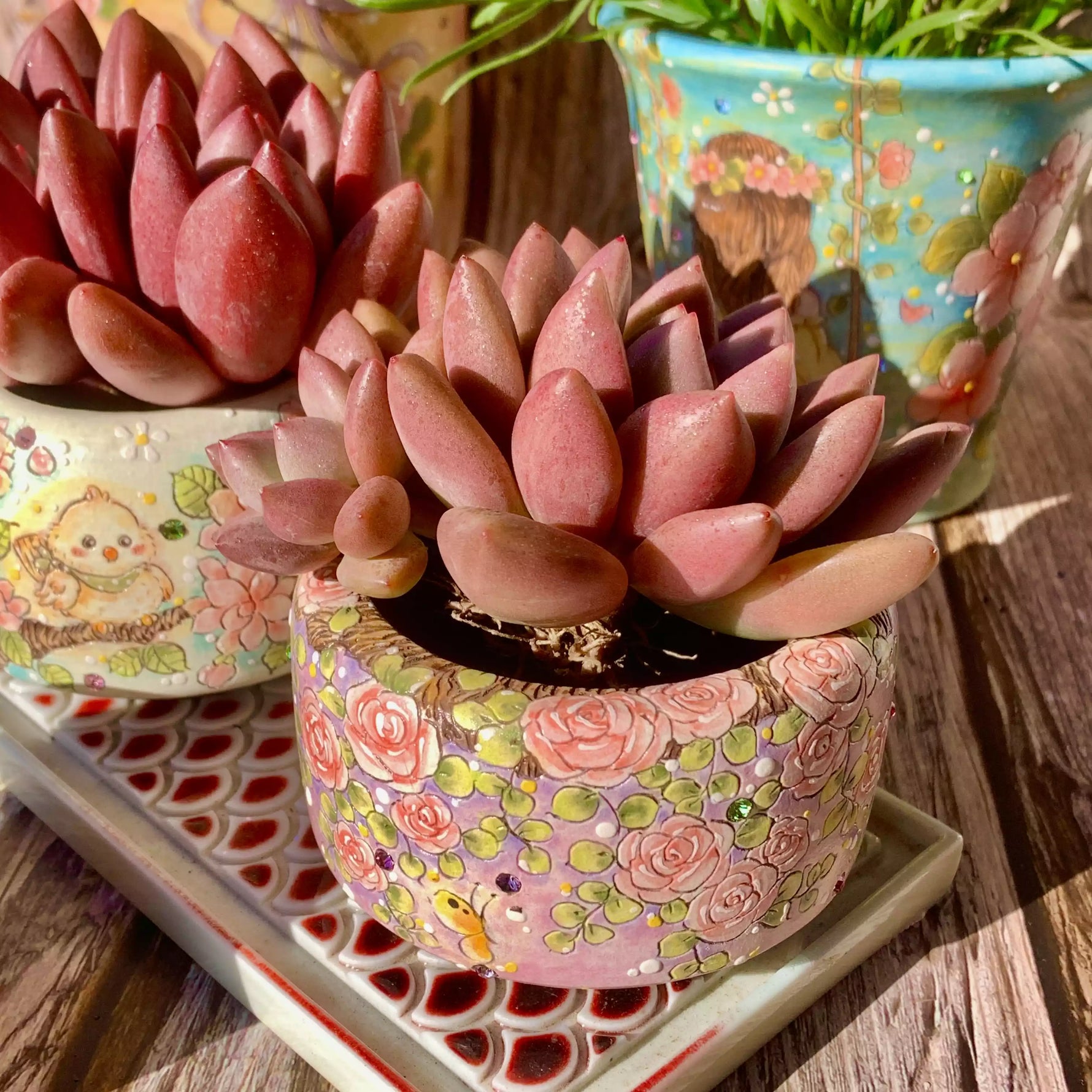 ruby kissed succulent Graptoveria Ruby Donna – The One Bloom