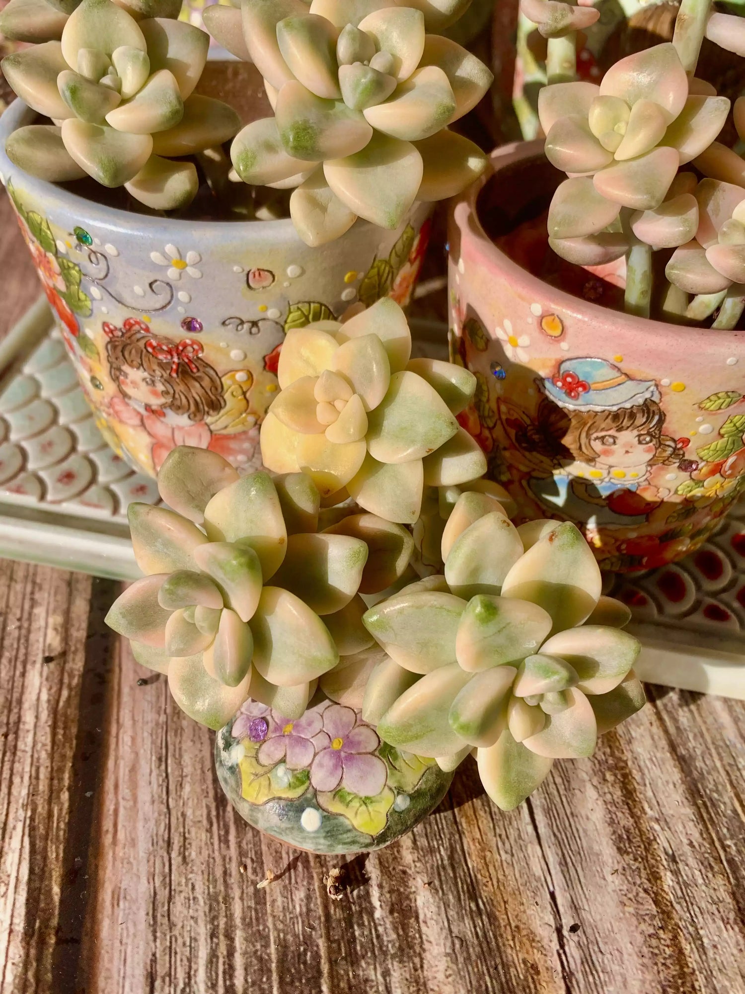 Graptoveria paraguayense bernalense variegatarare（Clumping）
