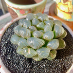 ice lantern succulent Haworthia Cooperi Ice Lantern – The One Bloom