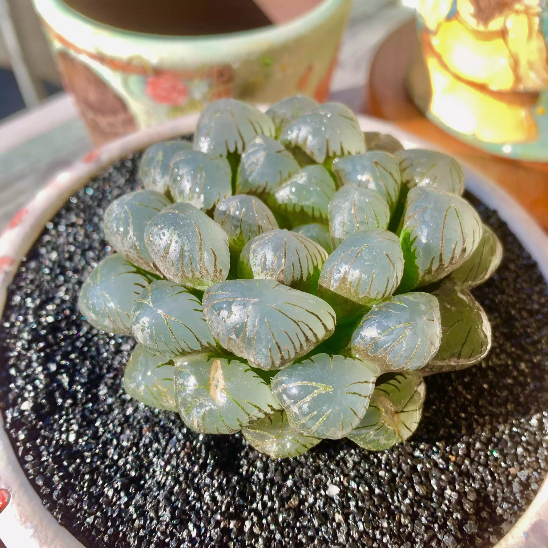 translucent succulent Haworthia Cooperi Ice Lantern – The One Bloom