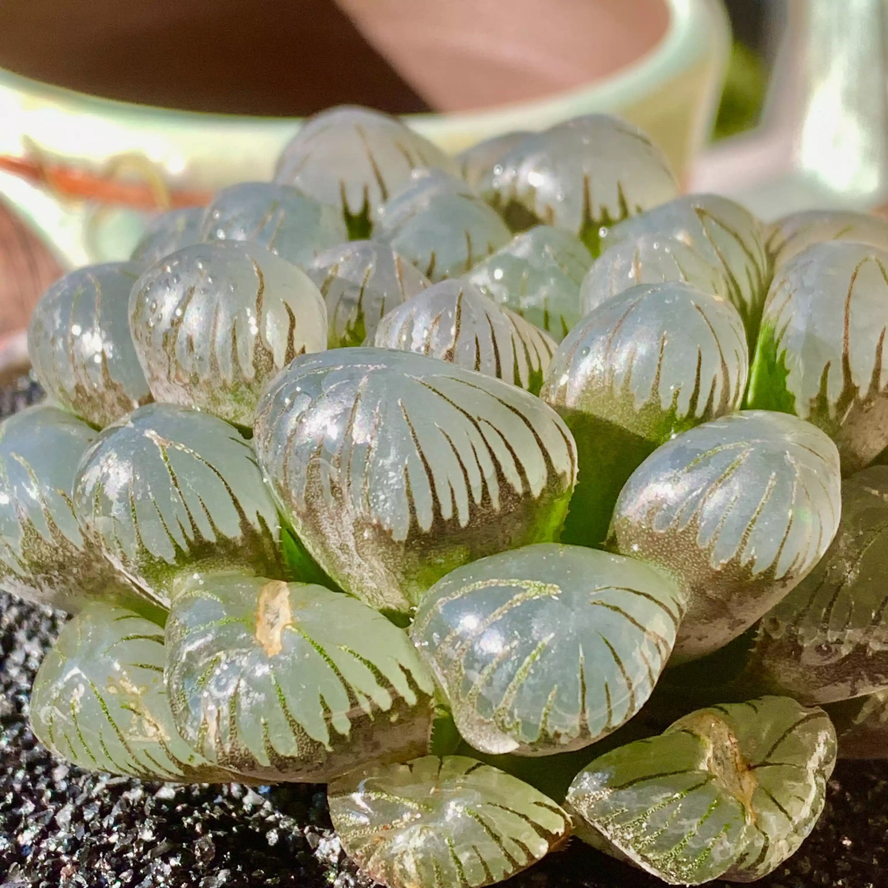 see thru succulents Haworthia Cooperi Ice Lantern – The One Bloom