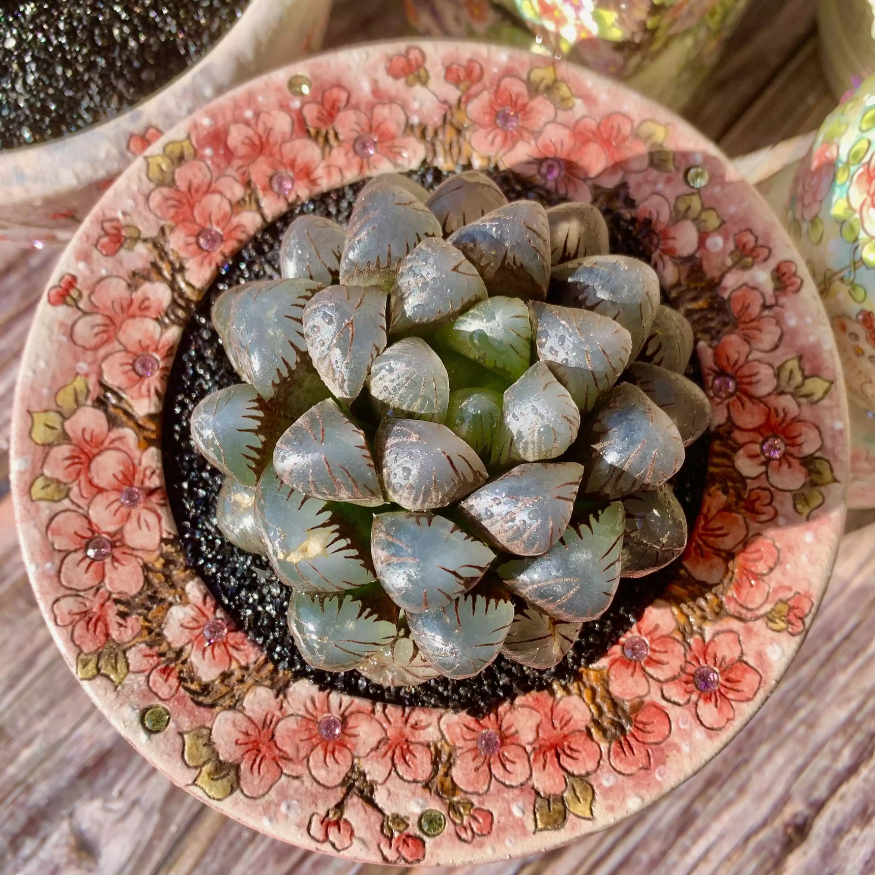 ice lantern succulent Haworthia Cooperi Ice Lantern – The One Bloom