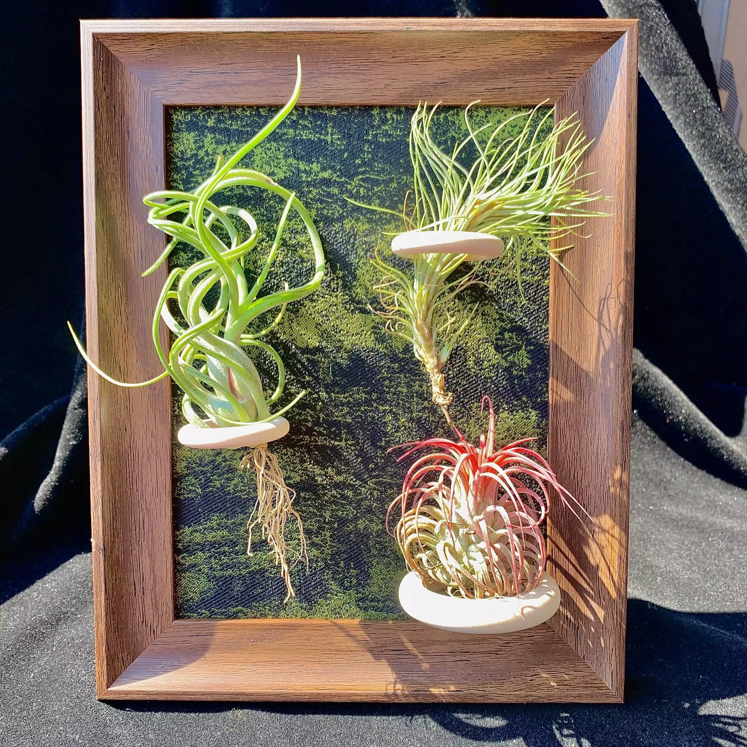 Air plant combination