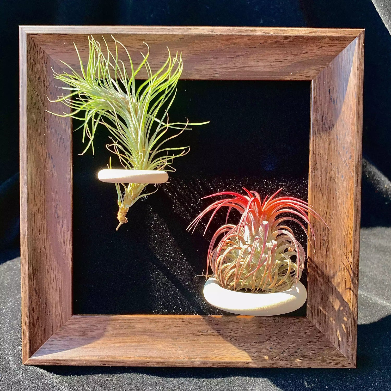 Air plant pairs（ 6 inches）