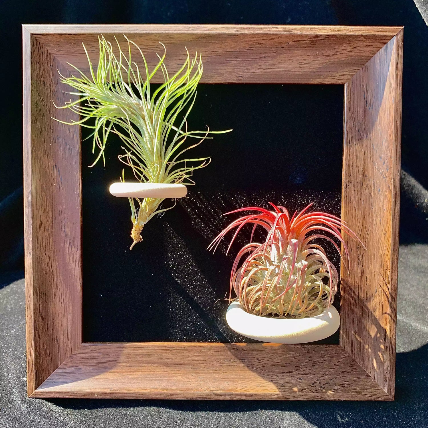 Air plant pairs（ 6 inches）