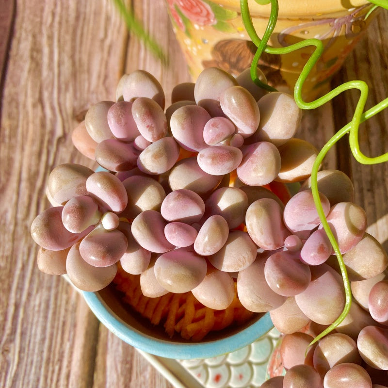 Graptopetalum amethystinum Peach Moonstone