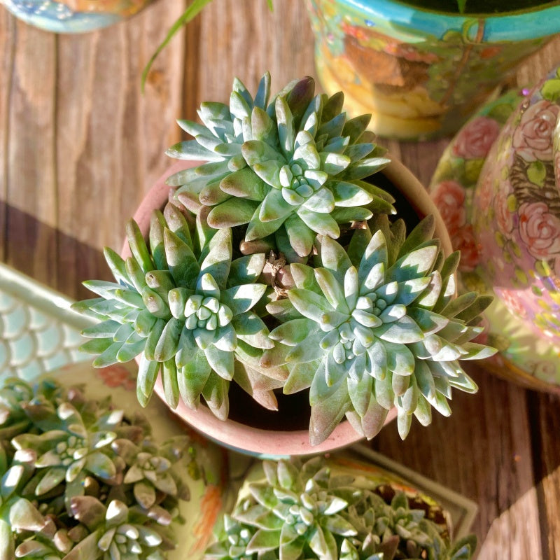 Dudleya White Gem