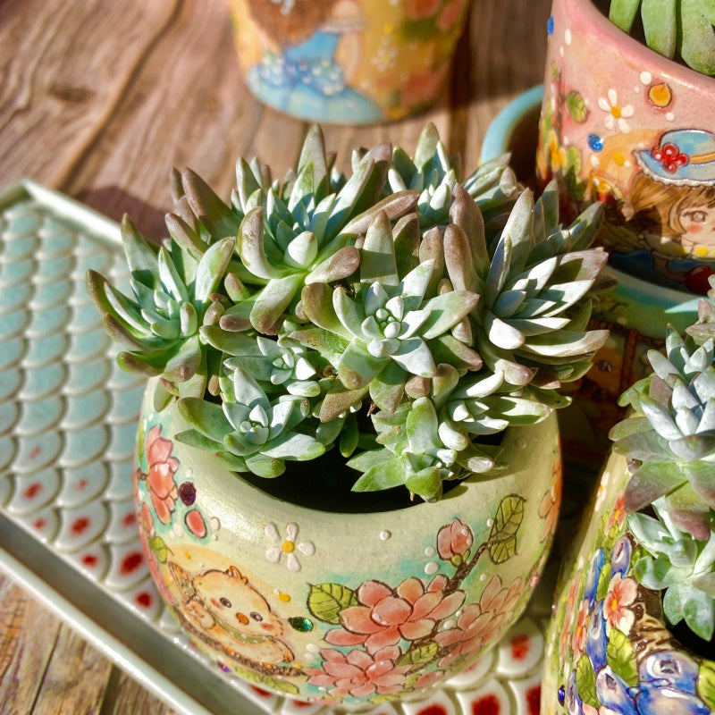 Dudleya White Gem