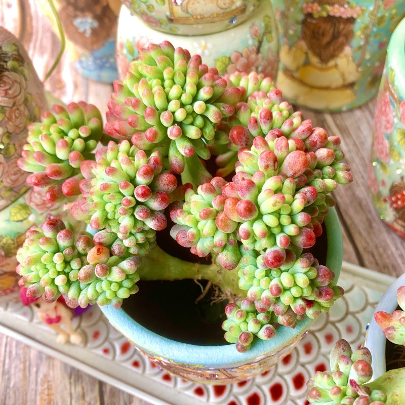 Sedum pachyphyllum Crested Jelly Beans