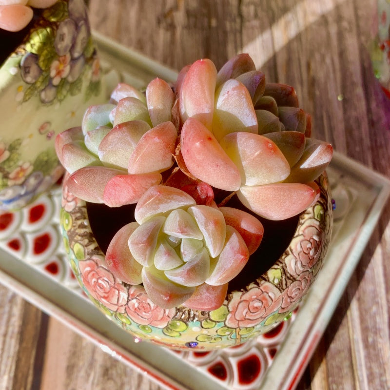 Echeveria Ice Green