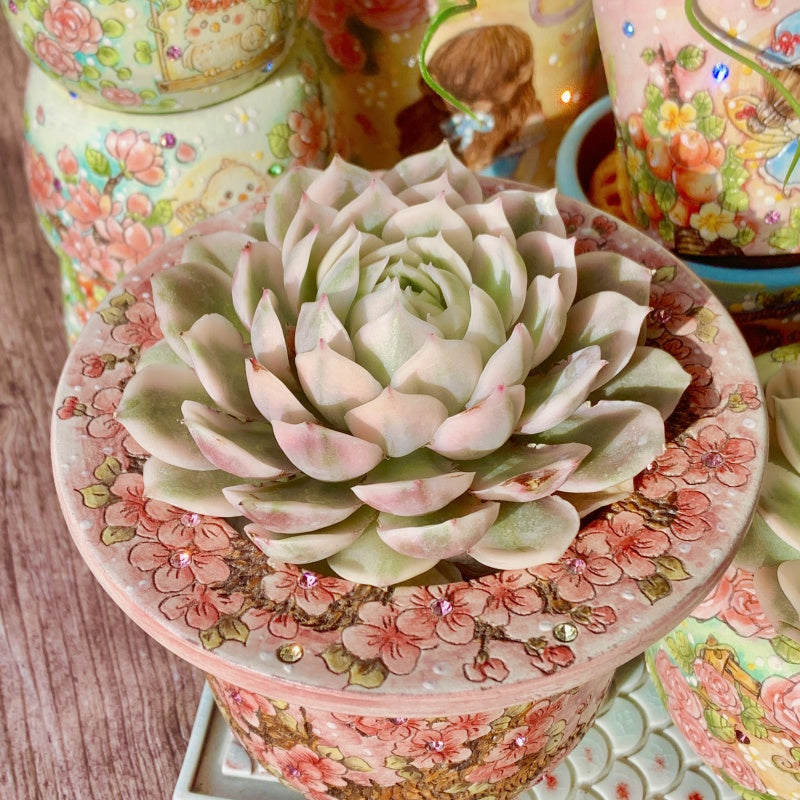 Echeveria Onslow Variegata