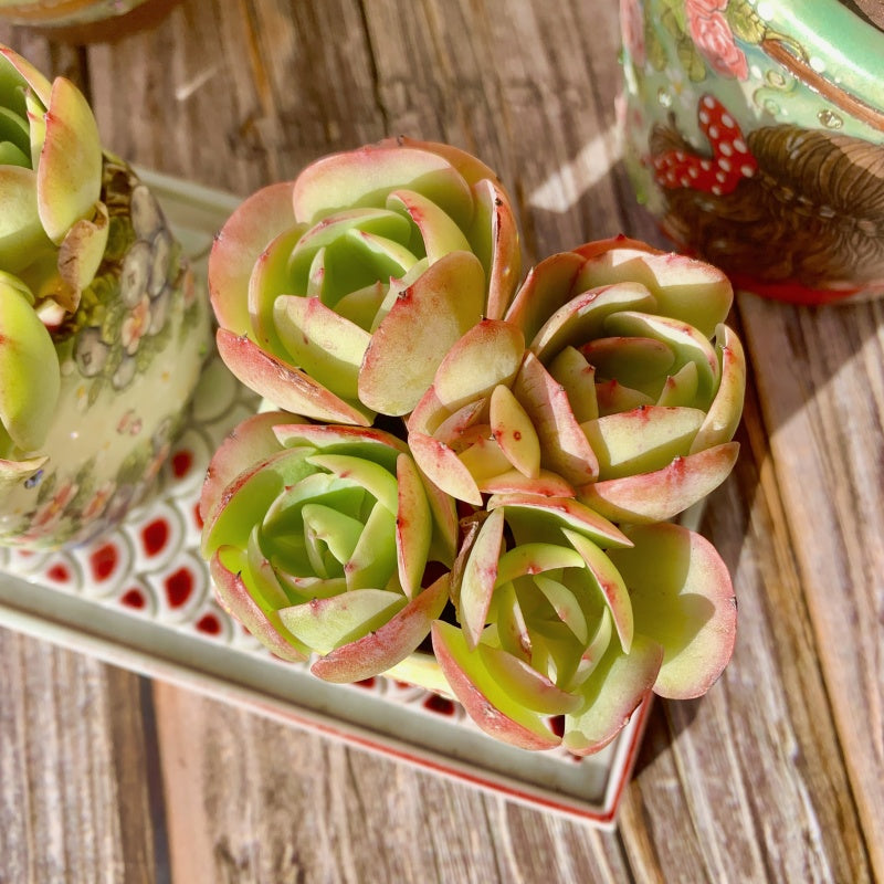 Echeveria Peach Pride