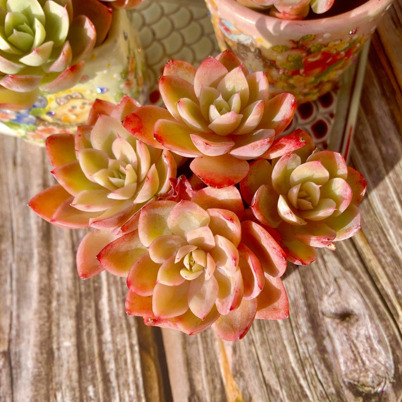 Echeveria Silk Veil