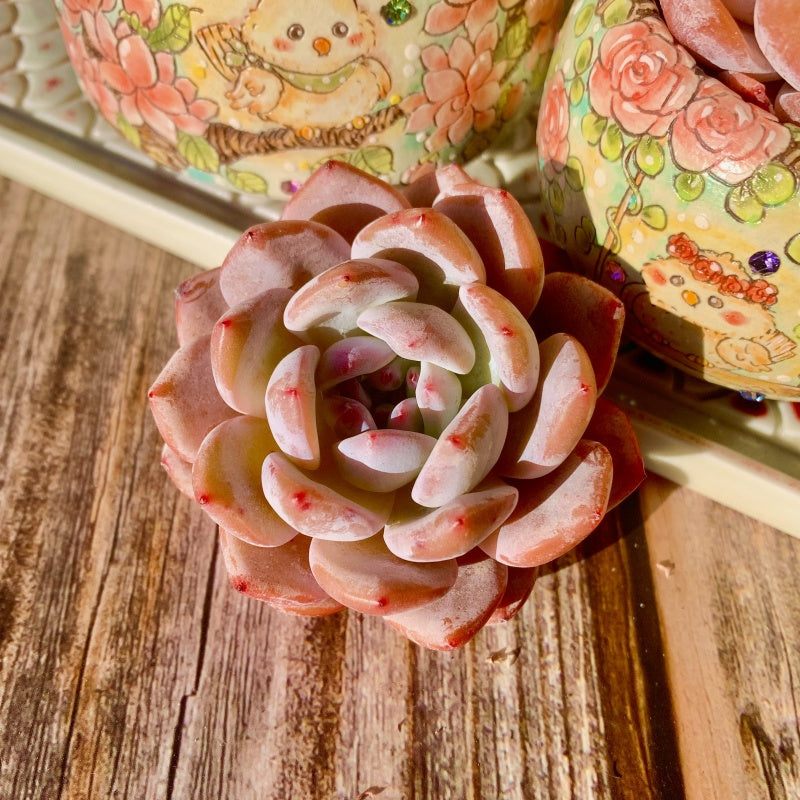 Echeveria ‘Sang-A’ (Chang’e)