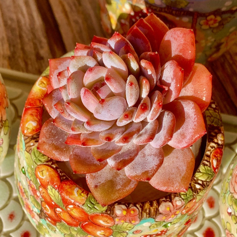 Echeveria Pink Peony (Jade Hibiscus)