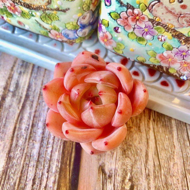 Echeveria Champagne