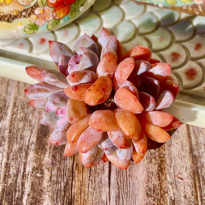 Echeveria ‘Snow Angel’