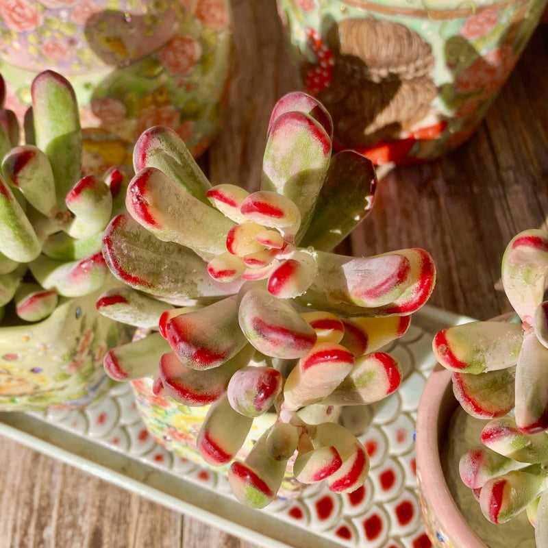 Cotyledon flanaganii ‘Variegata’ (Variegated Stick Leaf Cotyledon)