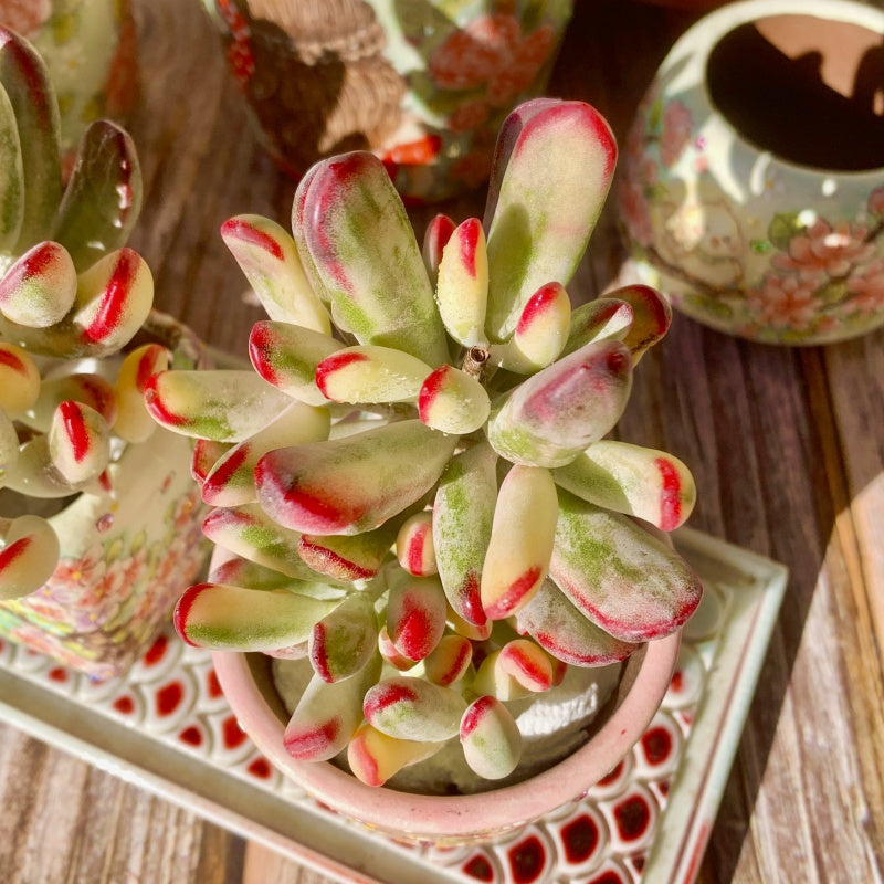 Cotyledon flanaganii ‘Variegata’ (Variegated Stick Leaf Cotyledon)