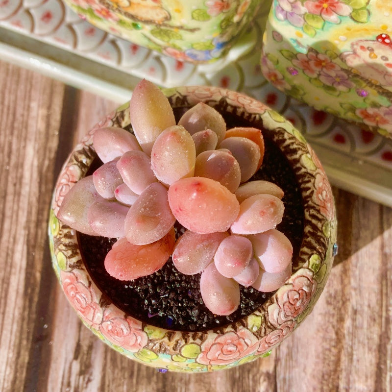 Pachyphytum cv. Frevel