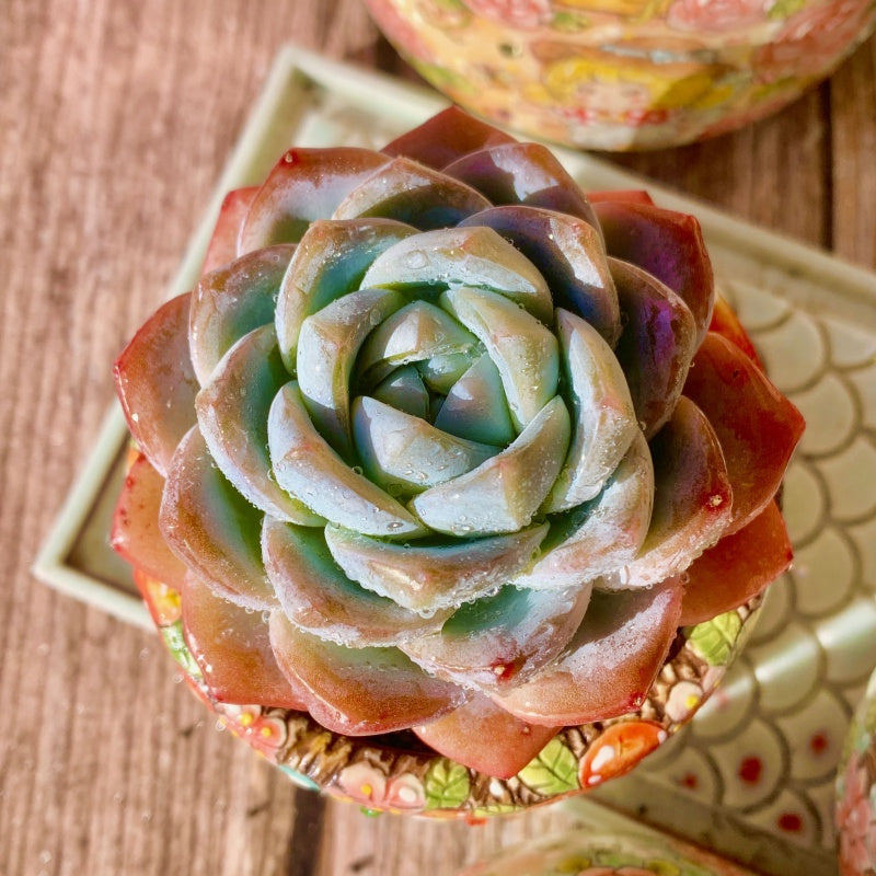 Echeveria Ice Green2