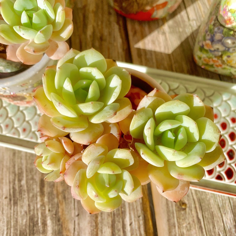 Echeveria Love Song