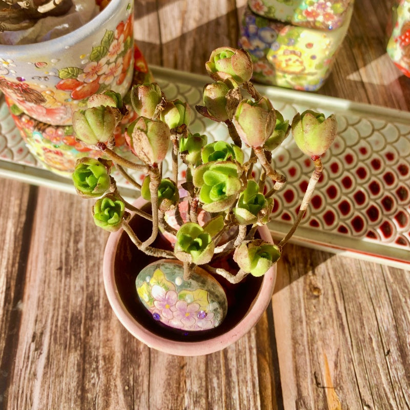 Aeonium saundersi/Adodes