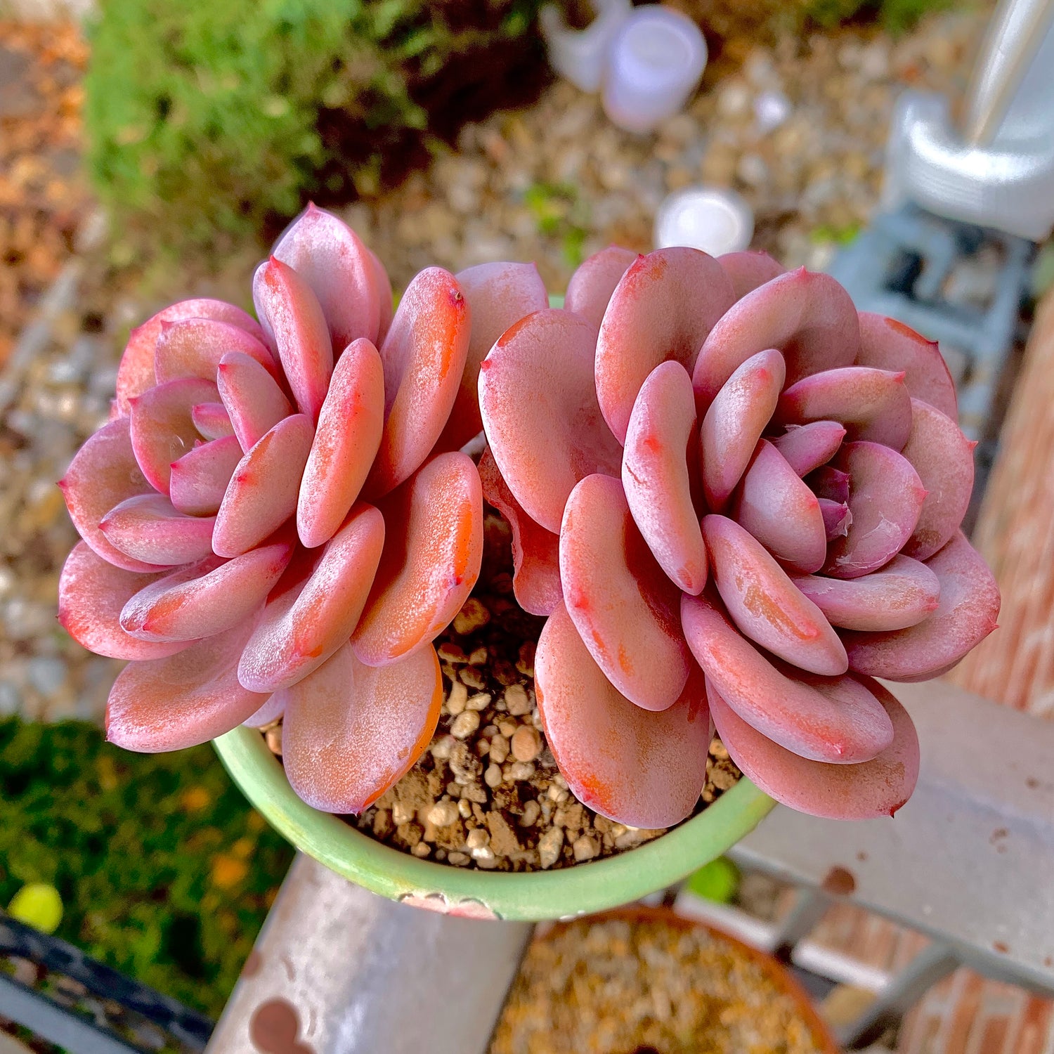 Boutique Big Rare Succulents/Echeveria Cream Tea 2 Heads 5"/What You See is What You Get/Bare Root Without Soil Pot/Plants Gifts