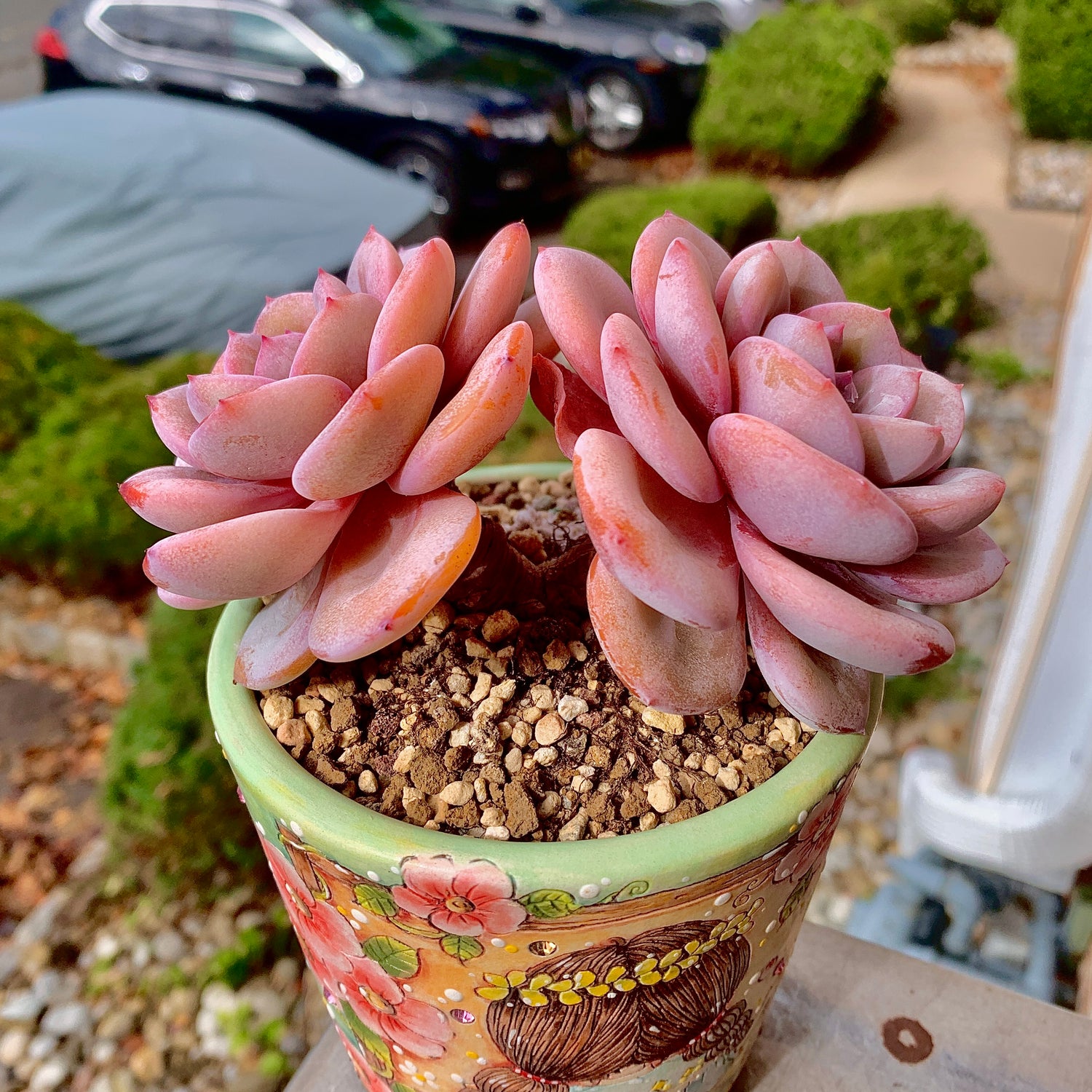 Boutique Big Rare Succulents/Echeveria Cream Tea 2 Heads 5"/What You See is What You Get/Bare Root Without Soil Pot/Plants Gifts