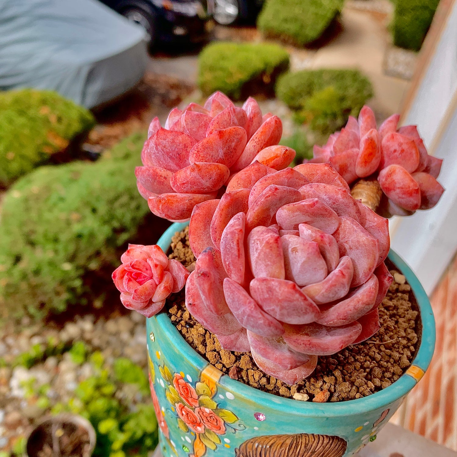 Boutique Rare Succulents/Echeveria Orange Monroe 3 Heads 4.5"/What You See is What You Get/Bare Root Without Soil Pot/Plants Gifts