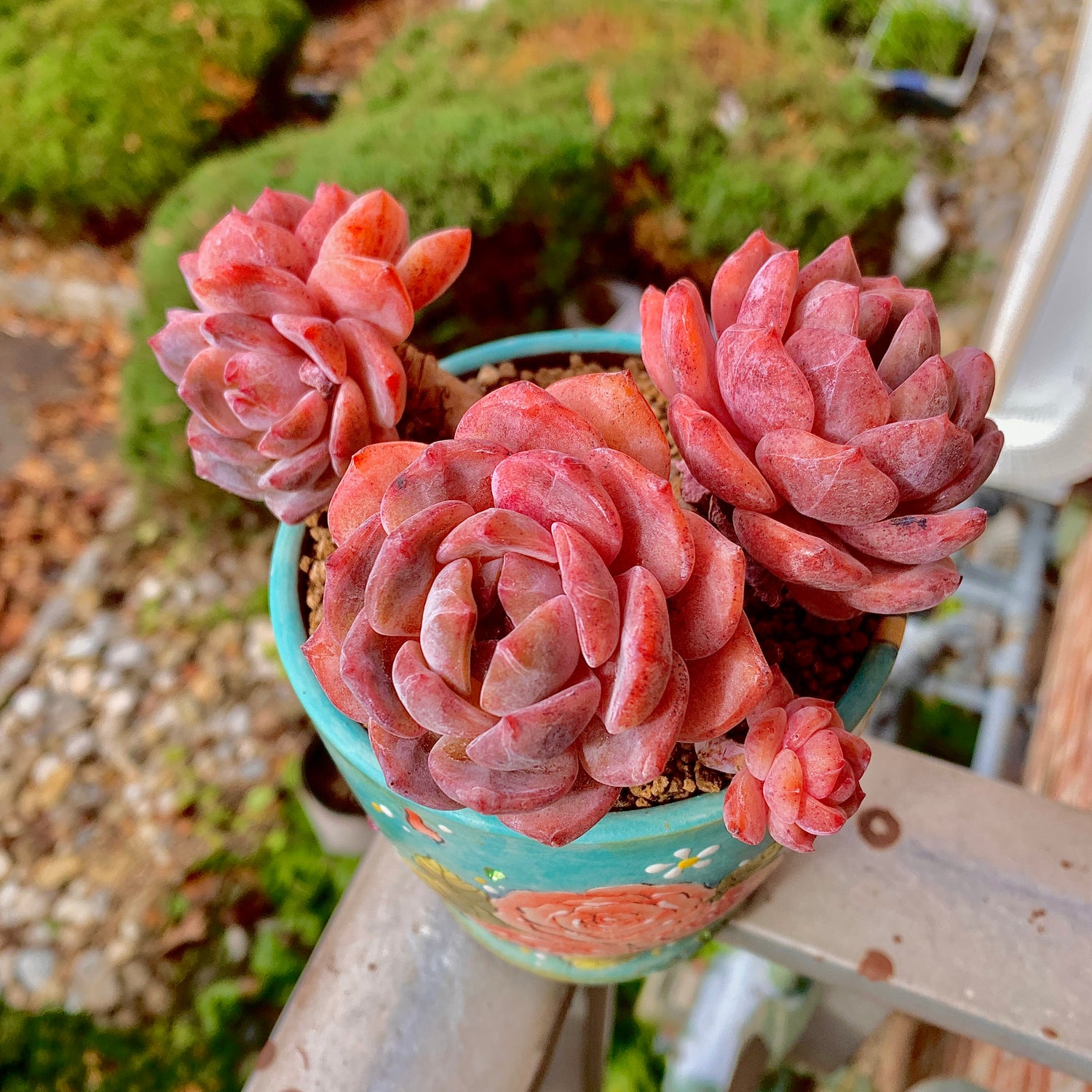 Boutique Rare Succulents/Echeveria Orange Monroe 3 Heads 4.5"/What You See is What You Get/Bare Root Without Soil Pot/Plants Gifts