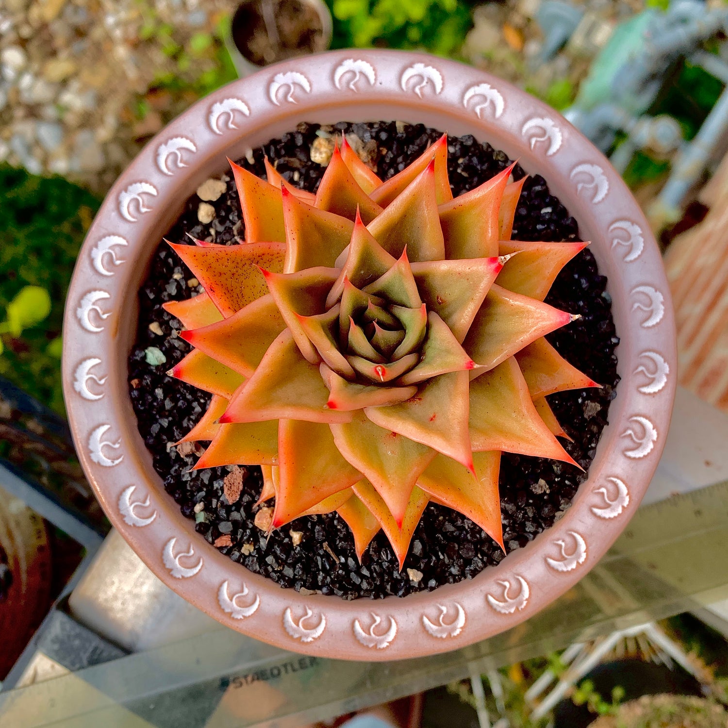 Boutique Big Rare Succulents/Echeveria Agavoides Variegated 3.5"/What You See is What You Get/Bare Root Without Soil Pot/Plants Gifts