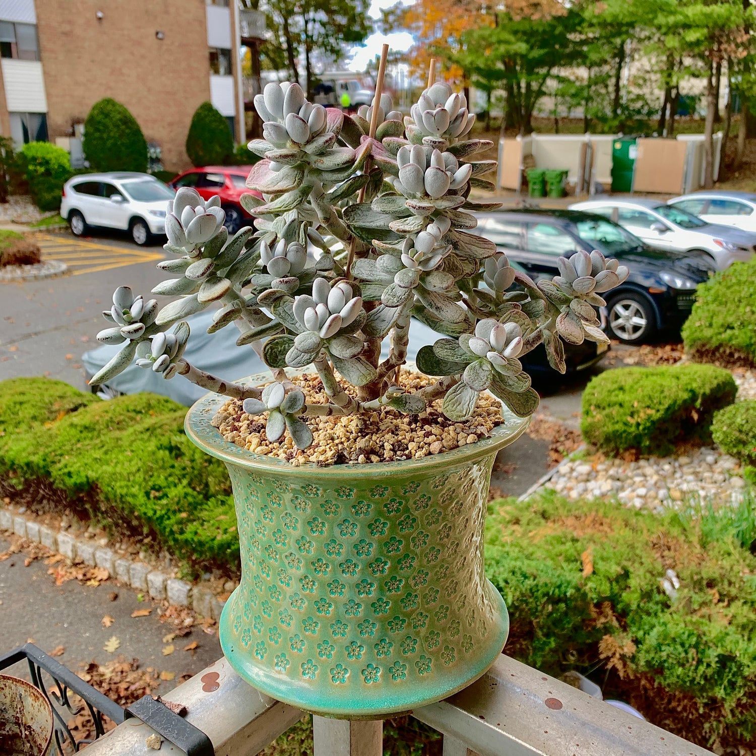 Boutique Big Rare Succulents/Cotyledon Orbiculata cv. Variegated/What You See is What You Get/Bare Root Without Soil Pot/Plants Gifts