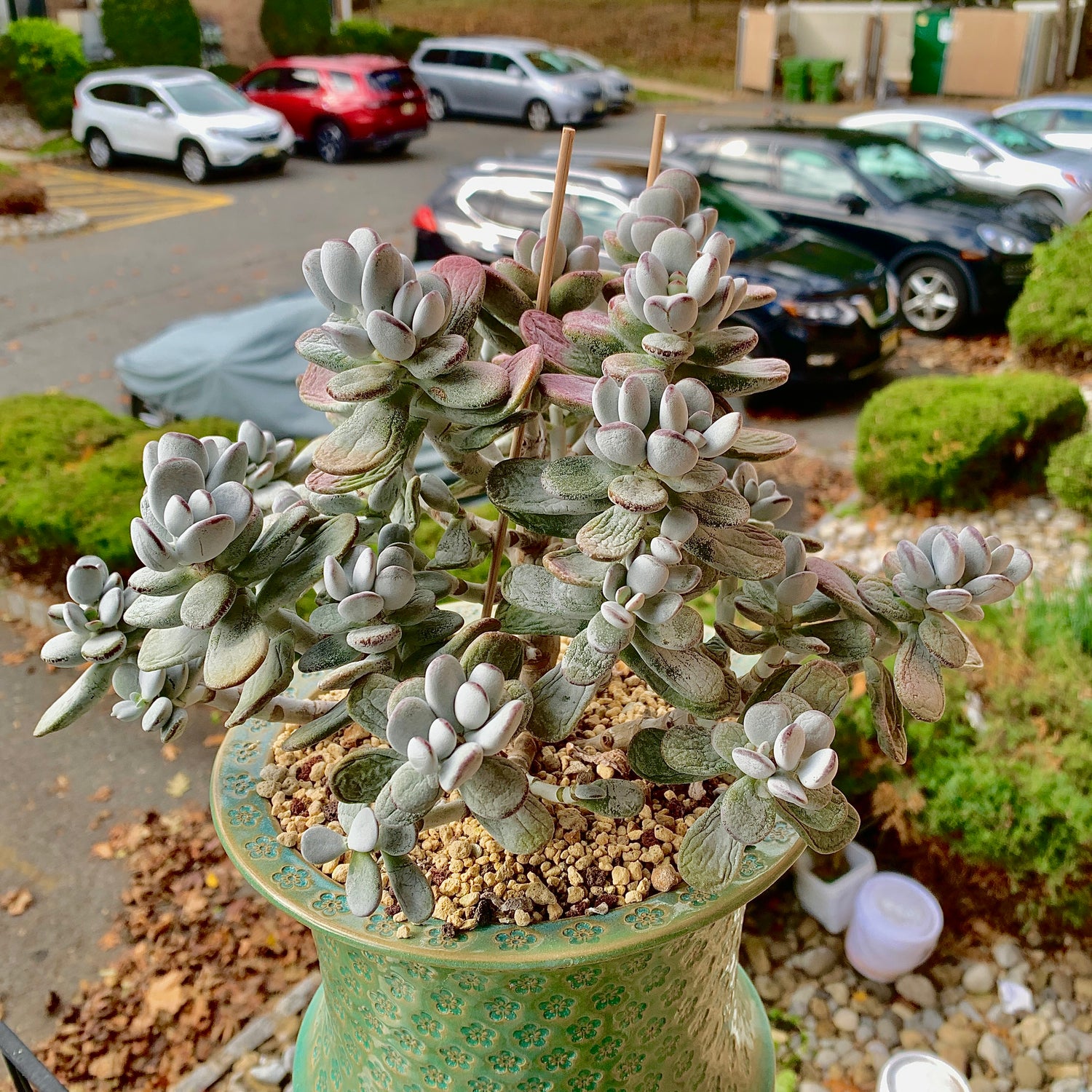 Boutique Big Rare Succulents/Cotyledon Orbiculata cv. Variegated/What You See is What You Get/Bare Root Without Soil Pot/Plants Gifts