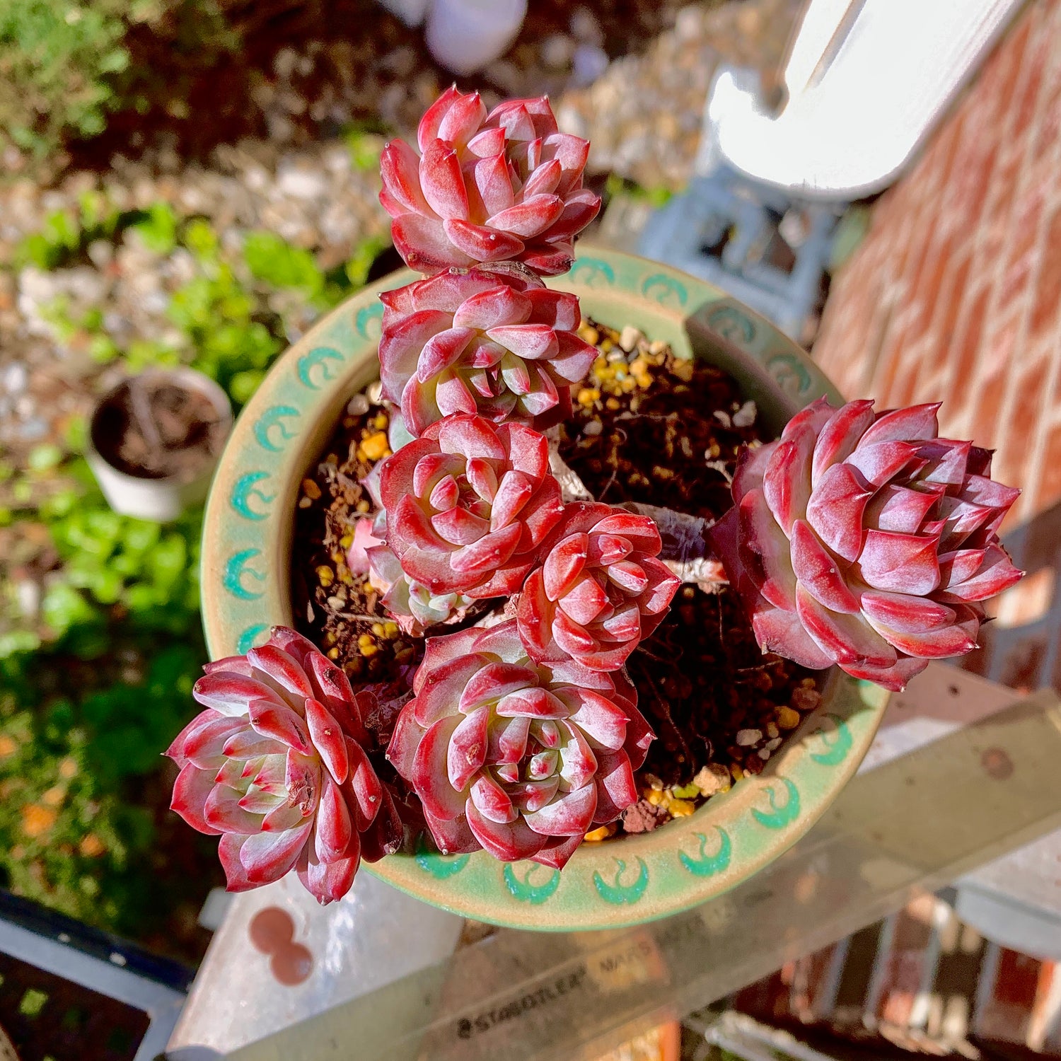 Boutique Big Rare Succulents/Echeveria Blue Bird /What You See is What You Get/Bare Root Without Soil Pot/Plants Gifts