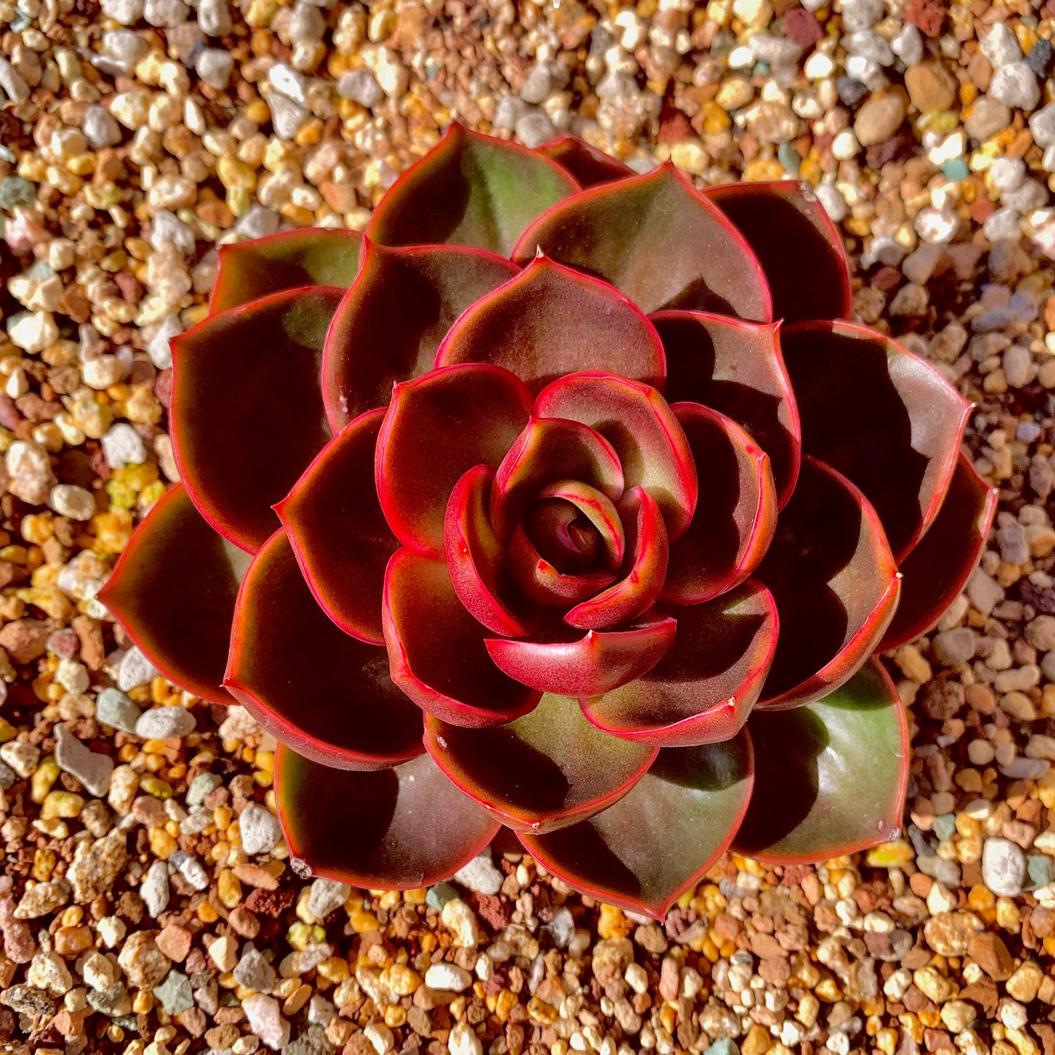 Boutique Rare Succulents/Echeveria Red Lantern 1 Head 5"/What You See What You Get/Bare Root Without Soil Pot/Plants Gifts