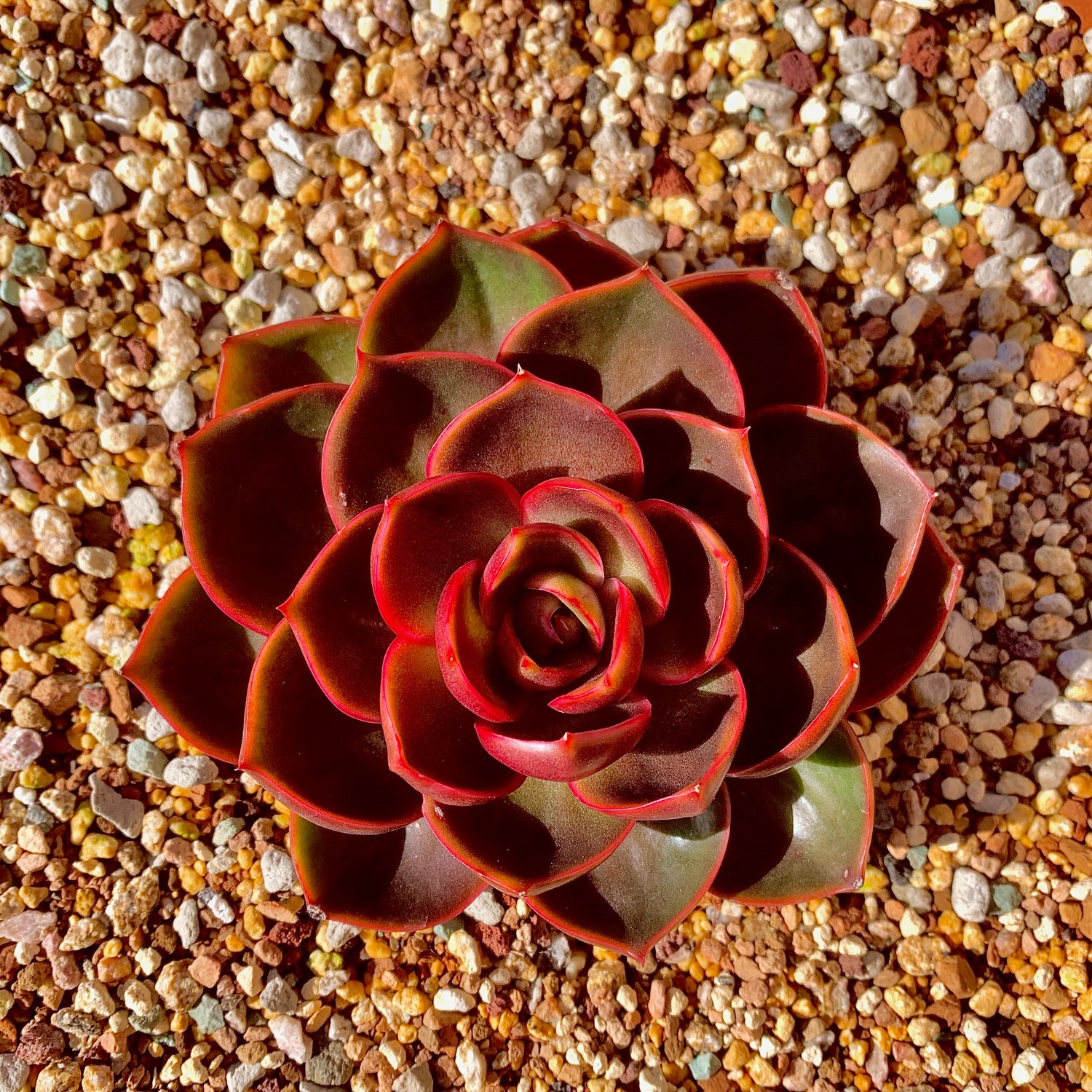 Boutique Rare Succulents/Echeveria Red Lantern 1 Head 5"/What You See What You Get/Bare Root Without Soil Pot/Plants Gifts
