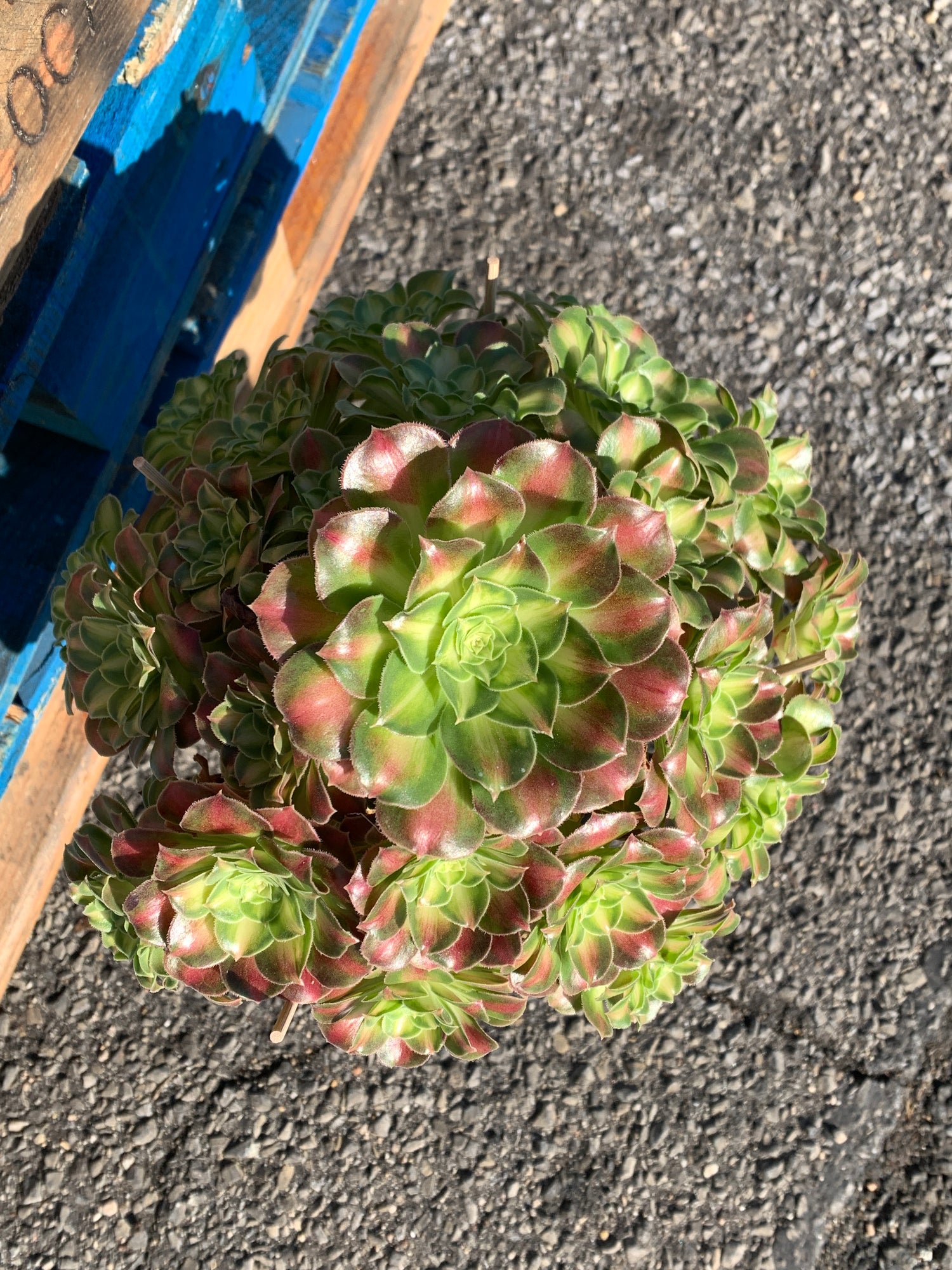 Aeonium ‘shaohua’ Succulent Plant – What You See is What You Get/Bare Root Without Soil Pot/Plants Gifts