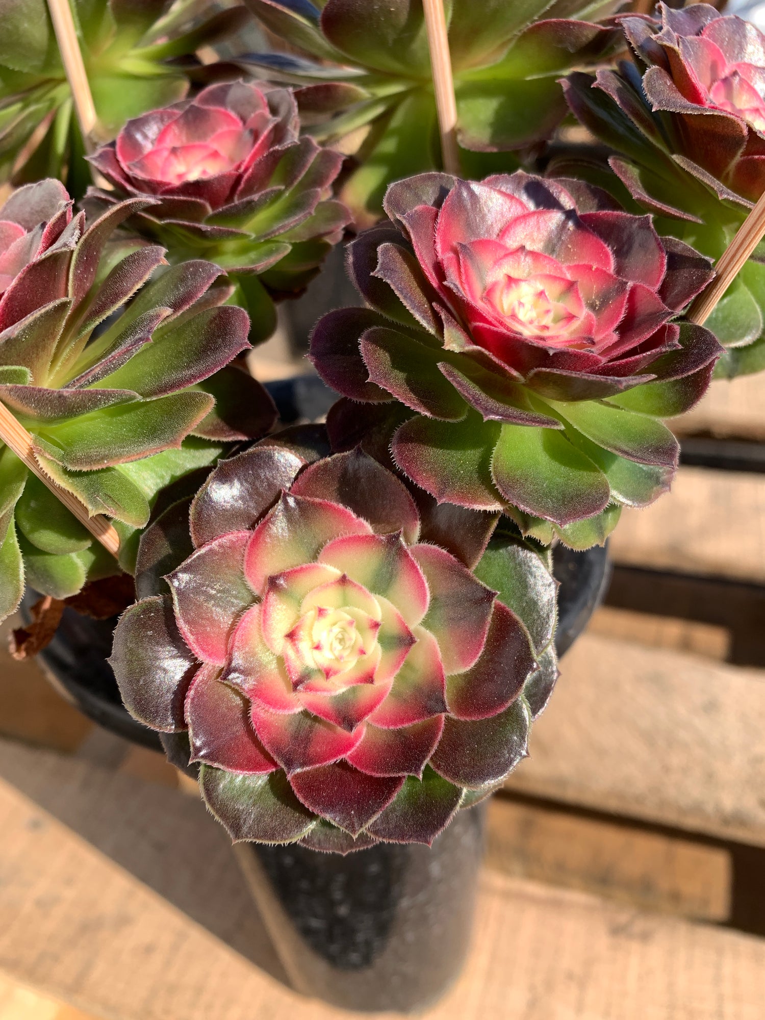 Boutique Big Rare Succulents/Aeonium ‘Qingcheng’/What You See is What You Get/Bare Root Without Soil Pot/Plants Gifts