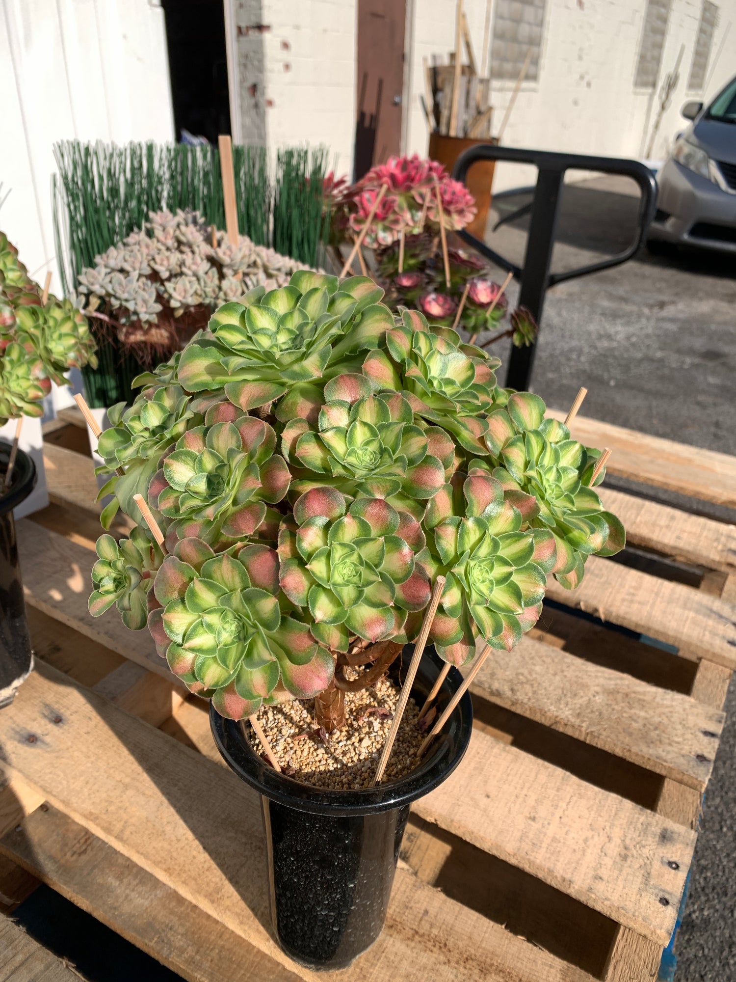 Aeonium ‘shaohua’ Succulent Plant – Rare Sculptural Rosette, Bare Root, Easy Care Indoor & Outdoor Plant