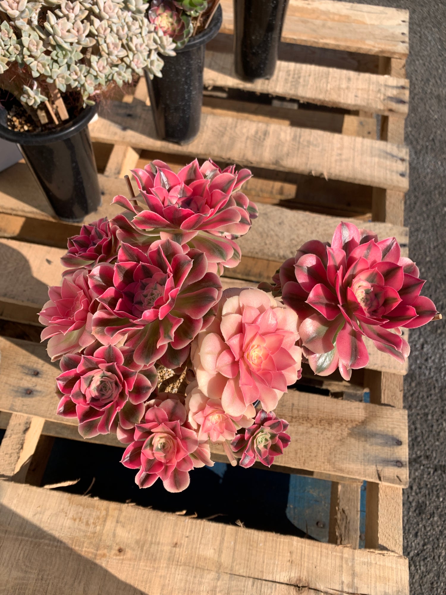 Aeonium ‘pink witch’’ Succulent Plant – What You See is What You Get/Bare Root Without Soil Pot/Plants Gifts