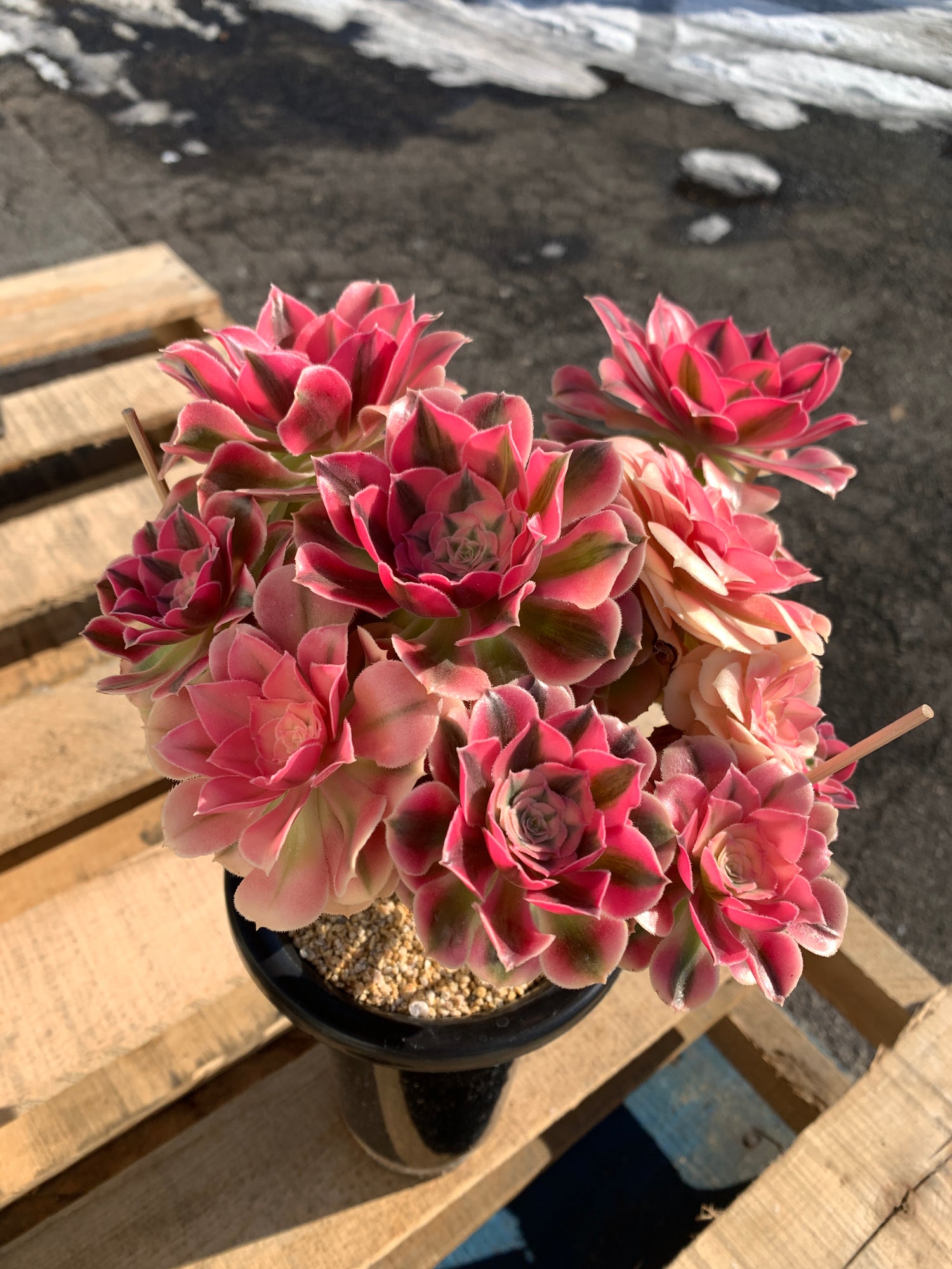 Aeonium ‘pink witch’’ Succulent Plant – What You See is What You Get/Bare Root Without Soil Pot/Plants Gifts