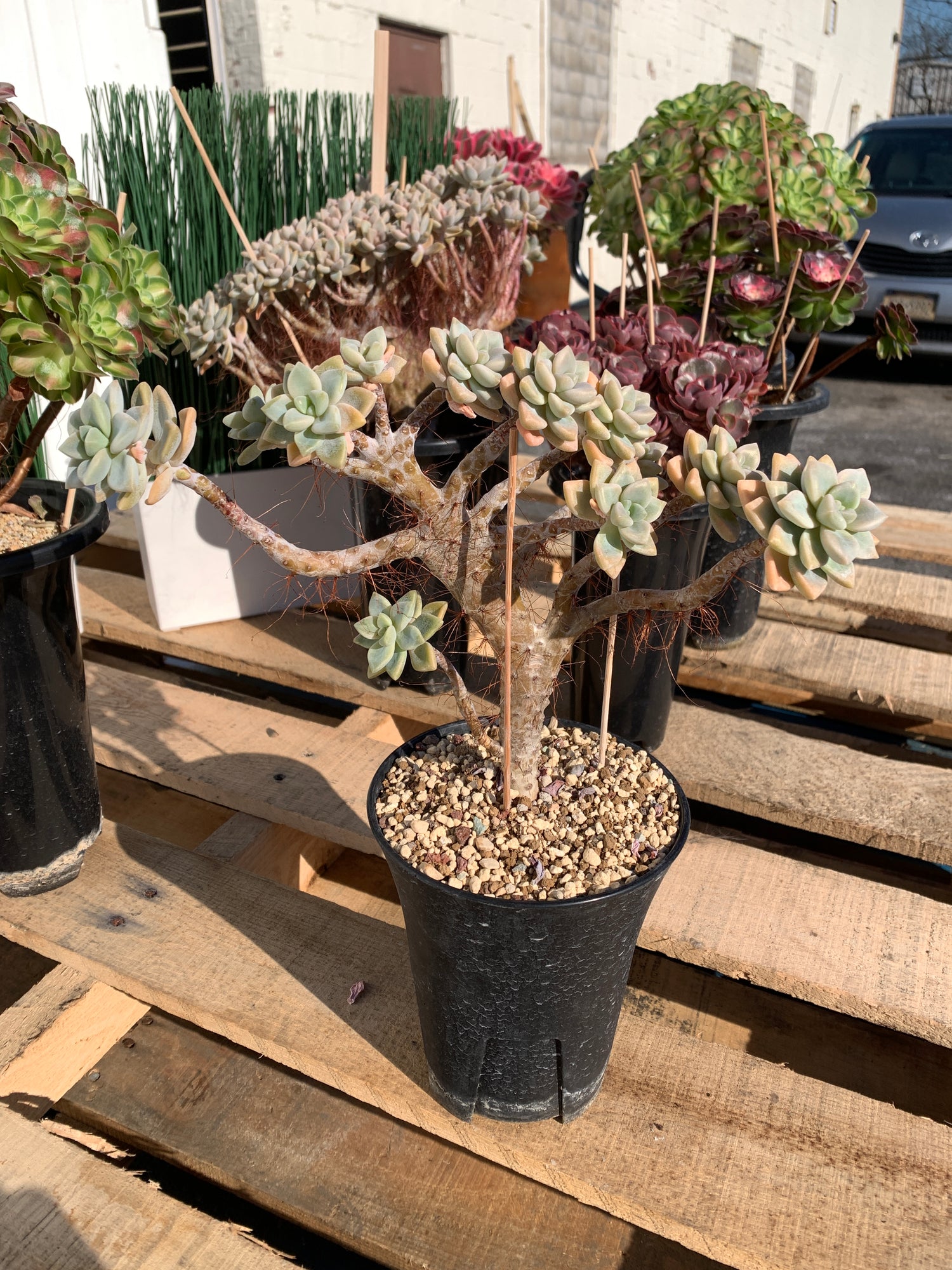 Sedum ‘Daisy Frost’ Crested Succulent –What You See is What You Get/Bare Root Without Soil Pot/Plants Gifts