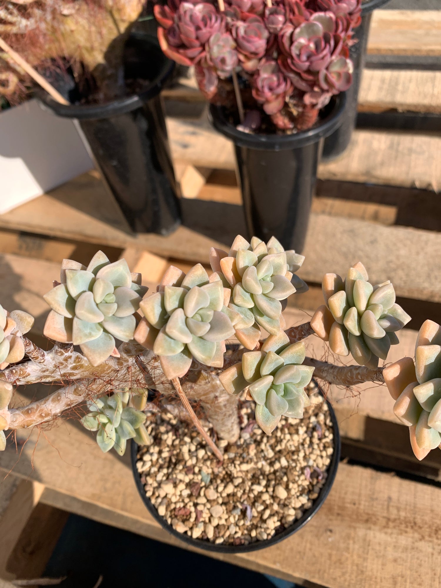 Sedum ‘Daisy Frost’ Crested Succulent –What You See is What You Get/Bare Root Without Soil Pot/Plants Gifts