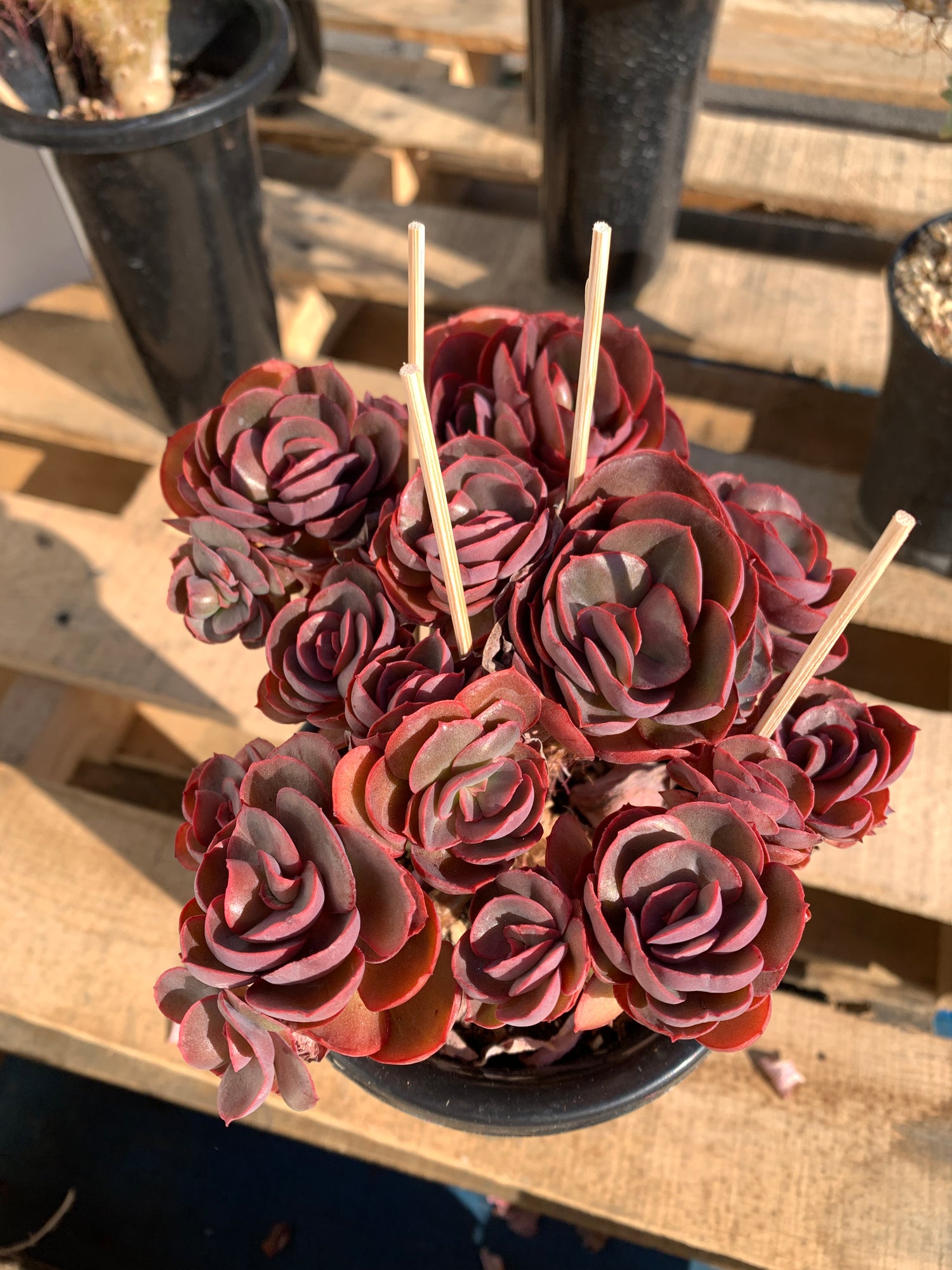 Boutique Rare Succulents/Echeveria Sunyan"/What You See is What You Get/Bare Root Without Soil Pot/Plants Gifts