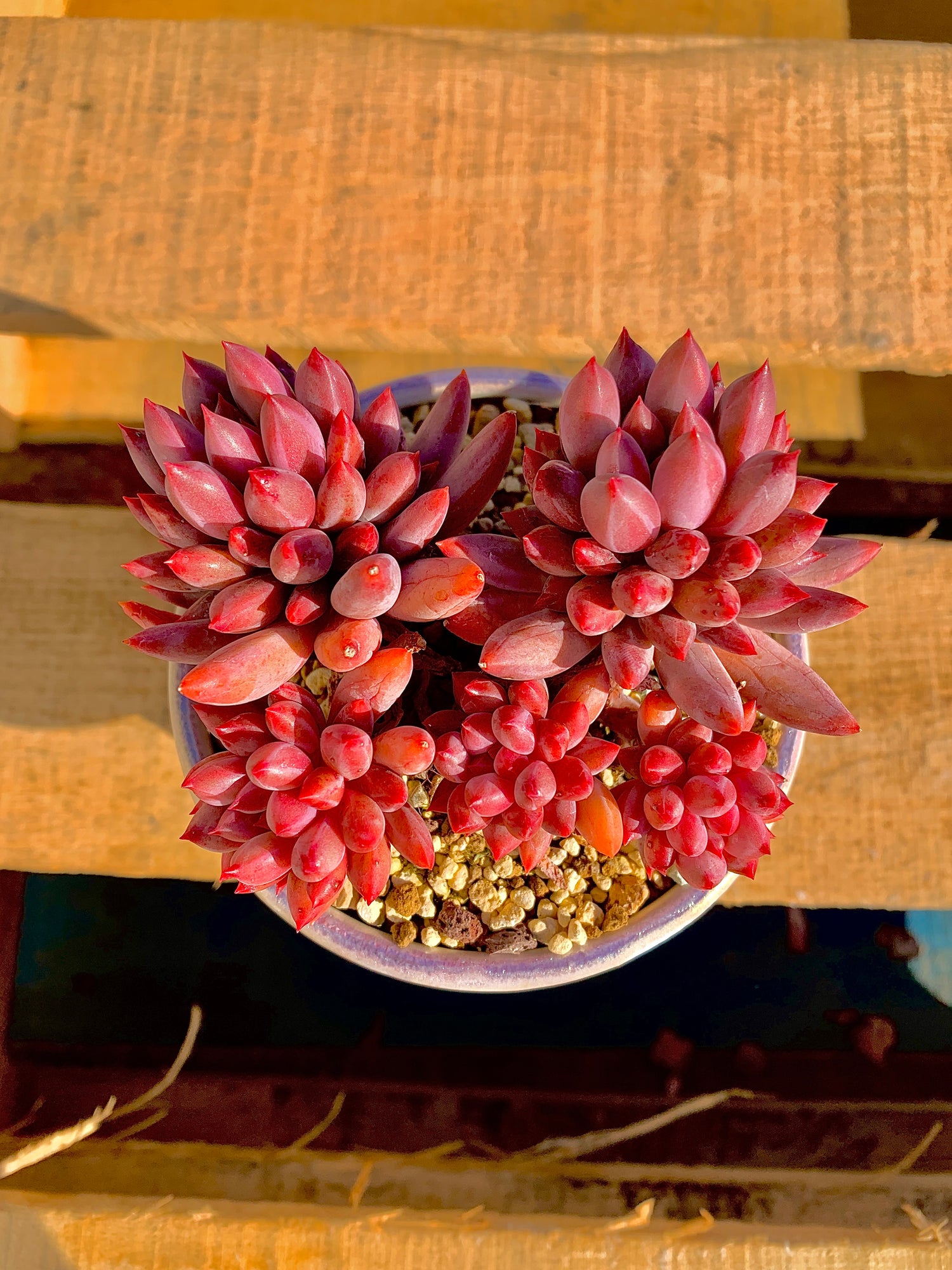 2512-018 Boutique Rare Succulents/Echeveria Cherry/What You See is What You Get/Bare Root Without Soil Pot/Plants Gifts