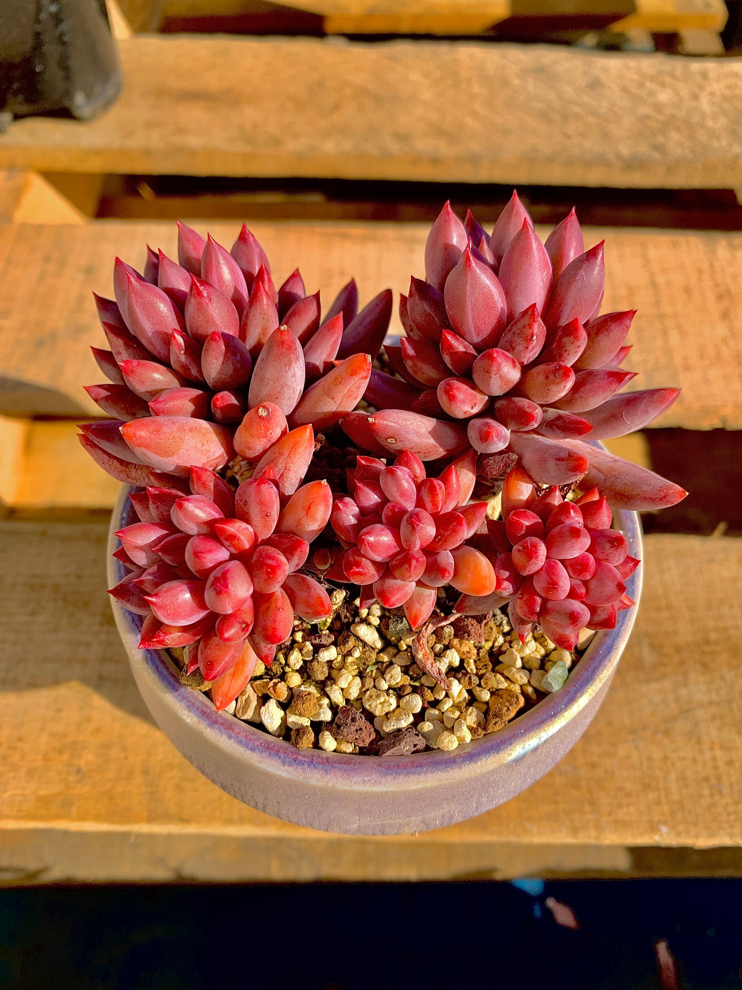 2512-018 Boutique Rare Succulents/Echeveria Cherry/What You See is What You Get/Bare Root Without Soil Pot/Plants Gifts